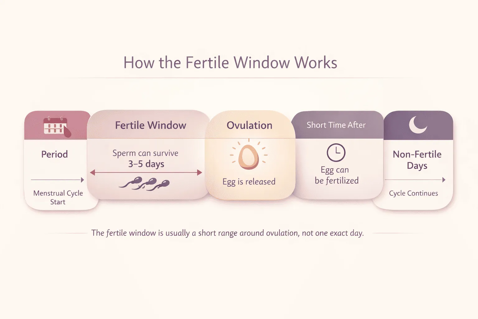 Infographic showing how the fertile window works across the menstrual cycle around ovulation