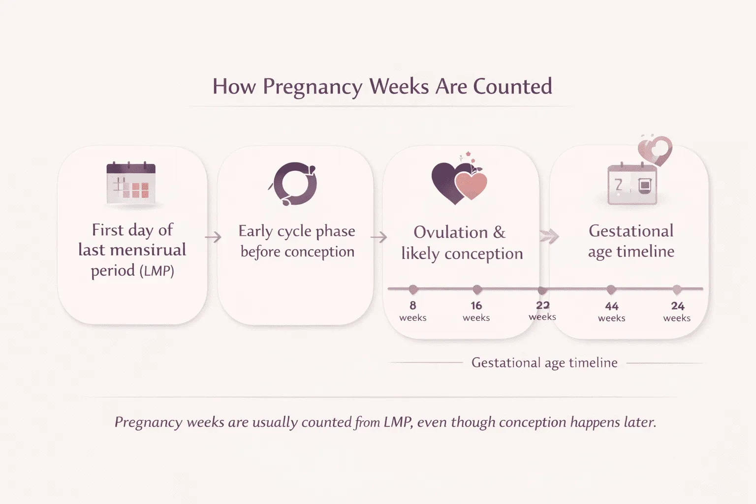 Infographic showing how pregnancy weeks are counted from the first day of the last menstrual period