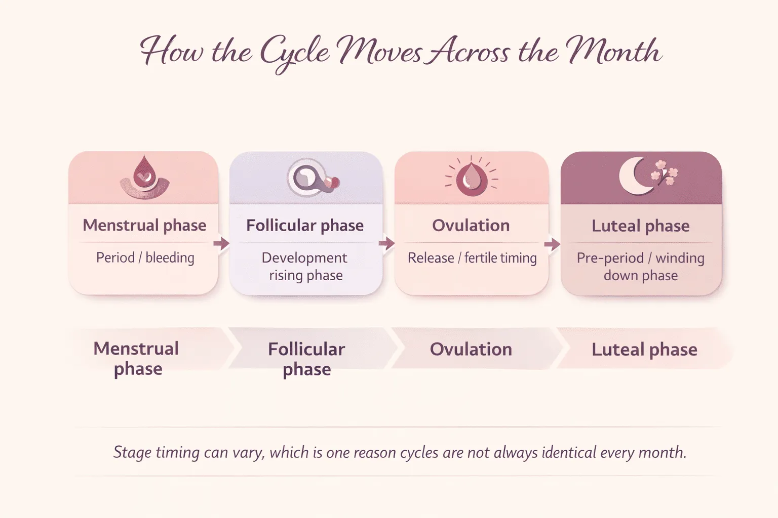 Timeline infographic showing the menstrual phase, follicular phase, ovulation, and luteal phase in order