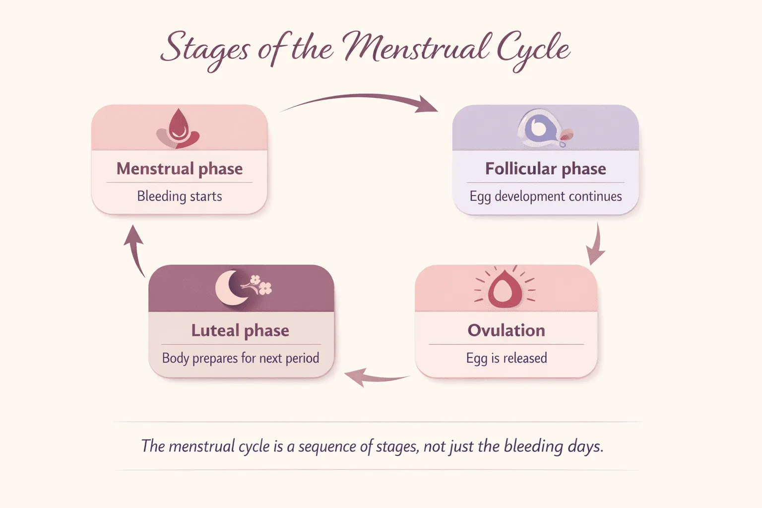 Infographic showing the four stages of the menstrual cycle: menstrual phase, follicular phase, ovulation, and luteal phase
